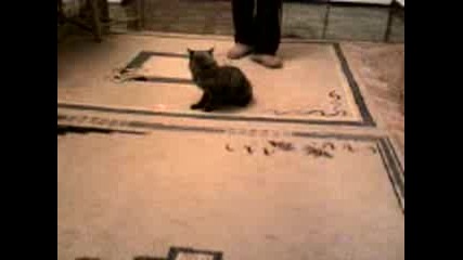 Луда котка Ати - пати