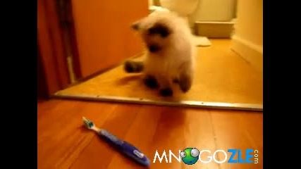Коте срещу четка за зъби