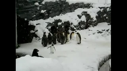 Пингвинче се радва,че вали сняг