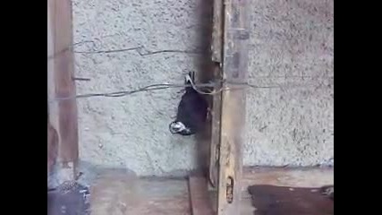 гълъбчето**мари**