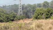 Пожар обхвана борова гора край Бургас