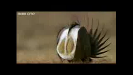 Animal Voices Part2