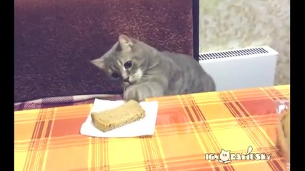 Котето е гладно и не може да чака повече позволение за закуска