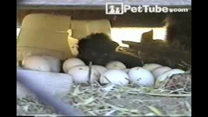 Пиле снася коте ...