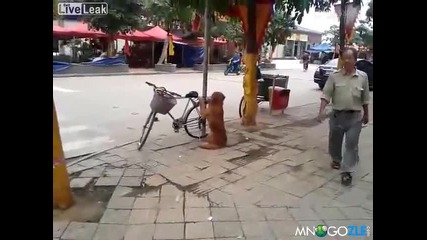 Куче пази колелото на стопанина - смях