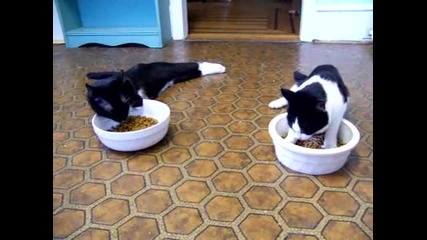 Пияни котки се опитват да ядат