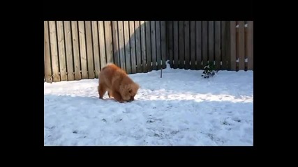 Чау-чау - най-прекрасната порода! Кученце си играе в снега
