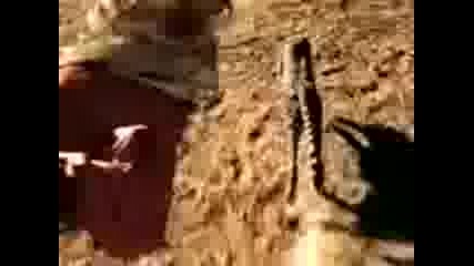 Bad Cheetah