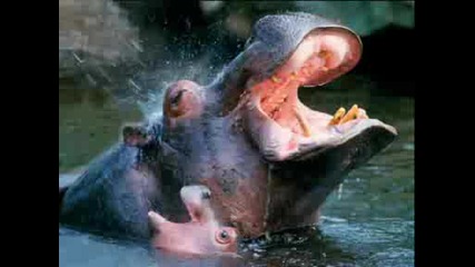 Animals Part.2.wmv