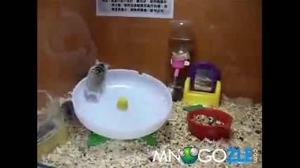 Хамстери на въртележка - Луд смях...