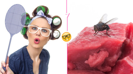 Какво всъщност се случва с храната, ако на нея кацне муха? А с нас?