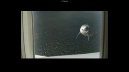 акула събаря самолет [mega shark vs giant octopus