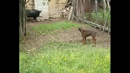 Облайване На Прасе