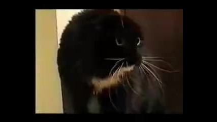 Яко смех!!1 Клипове от Говореща котка