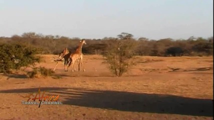 Национален парк Южна Африка ( Борба на жирафи ) 