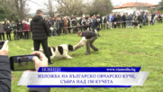 Изложба на Българско овчарско куче, събра над 150 кучета