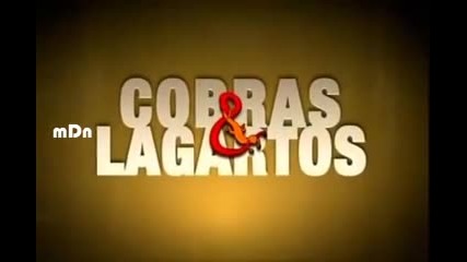 Cobras & Lagartos 101