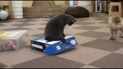 Bully Cat Stuffs Cat In Box
