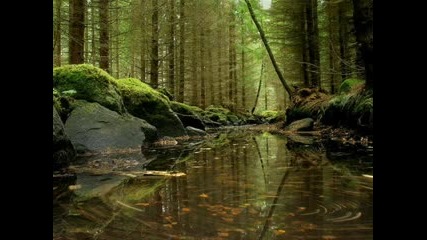 Dan Gibson - Heart of the Forest 