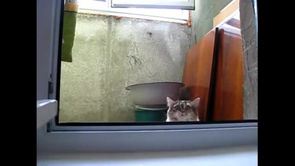 ! Нинджа котка винаги ви гледа ! 