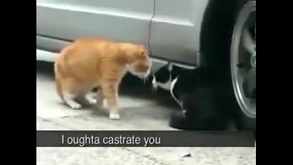 Cats Arguing At A Very Serious Relationship Issue 