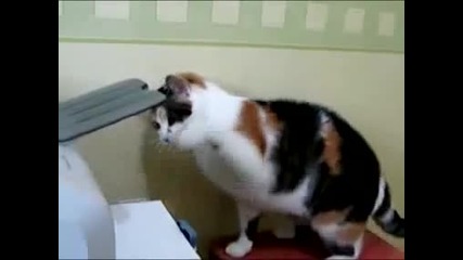 Нервна котка блъска по принтера :д 
