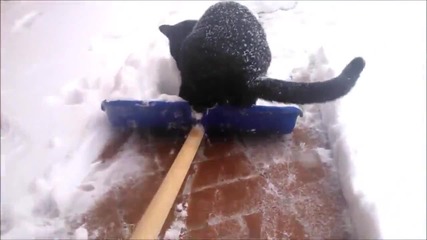 Енергична черна котка си играе в снега