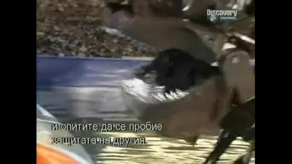 Акула Vs. Хипопотам - Discovery Channel + Bg Sub Част4/4