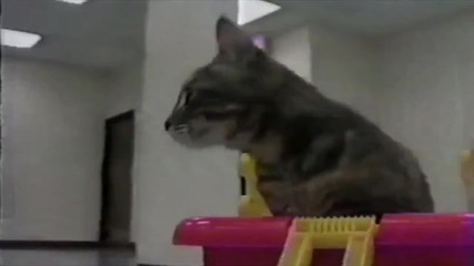 Какво сънуват котките?