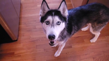 Кучетaта - Mishka , Mok и Laika - Време за вечеря