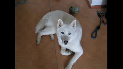 xixixi:d 