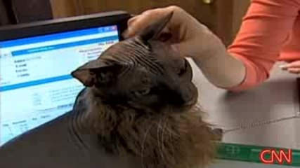 Ugly Bat Boy - Worlds Ugliest Cat !