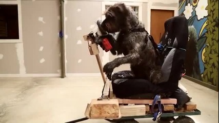 Първото куче шофьор в света