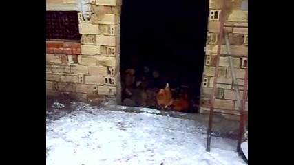 душтубак