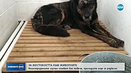 7 месеца условна присъда за жесток побой над домашно куче