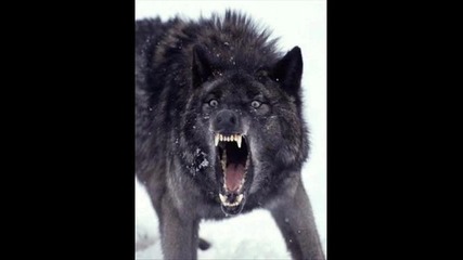 My favourite animal Wolf