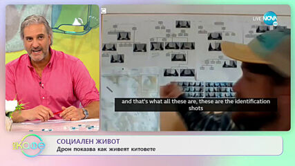 Дрон показва как живеят косатките - „На кафе” (17.06.2021)