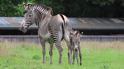 Бебе от застрашен вид зебра се роди в зоопарк в Англия