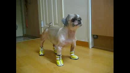 Много сладко куче носи обувки 