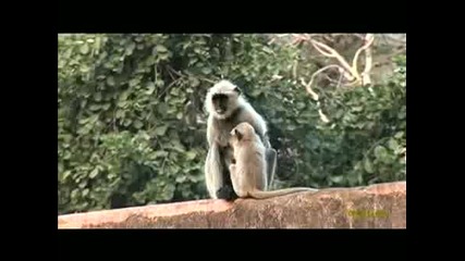 Маймунки