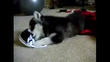 My Siberian Husky Puppy