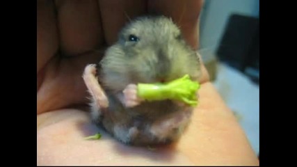Бебе хамстер яде първото си броколи