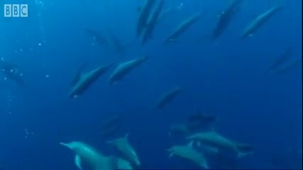 Feeding the Ocean - Turtles Guide to the Pacific - Bbc Earth 