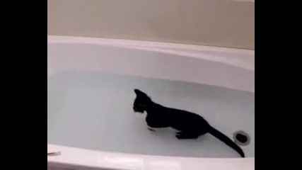 Котка обича вода!!!!не е за вярване :d ..! 