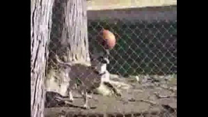 Dog Balances A Ball.wmv