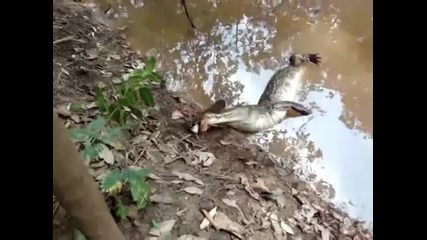 Електрическа змиорка умъртвява нападащ я алигатор