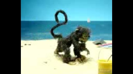 Маймуни На Плажа