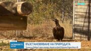 Пет нови черни лешояда полетяха в Източните Родопи