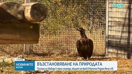 Пет нови черни лешояда полетяха в Източните Родопи