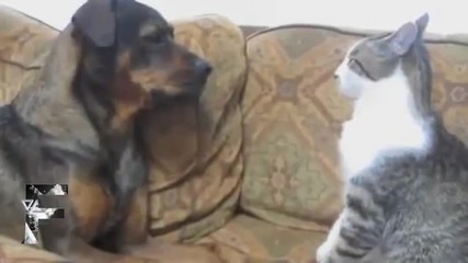 Котки срещу Кучета